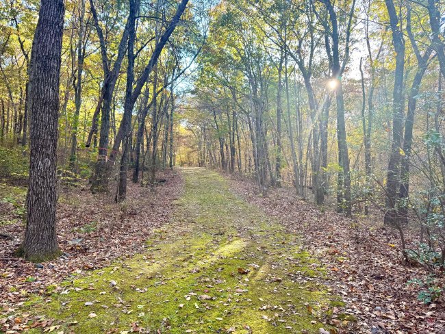 Mountain Laurel Drive