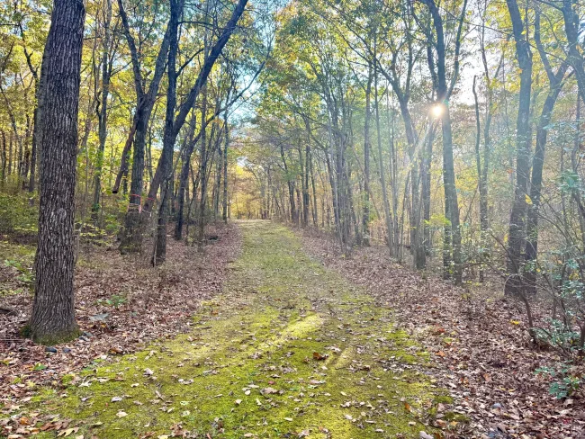 Mountain Laurel Drive