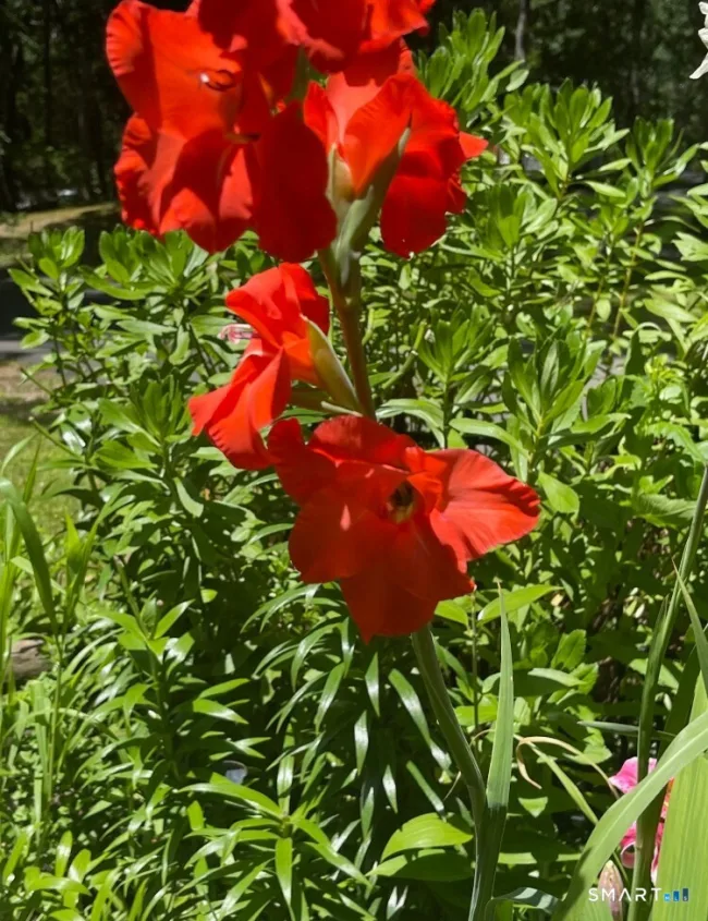 Photo 5